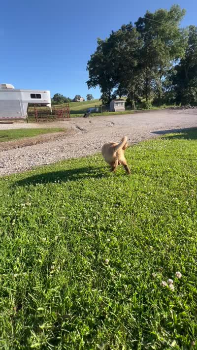 Frankie, a male Golden Retriever for sale in Downing, MO – 5 of 5