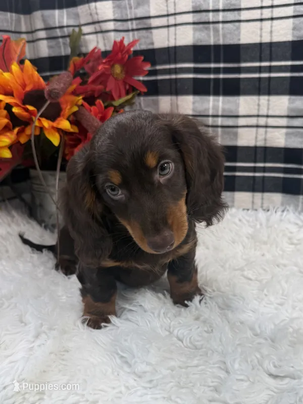 Male – Dachshund puppy for sale in Downing, MO