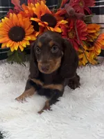 Male, a male Dachshund for sale in Downing, MO – 4 of 6