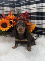 Male, a male Dachshund for sale in Downing, MO – 3 of 6