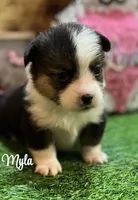 Myla, a female Pembroke Welsh Corgi for sale in Downing, MO – Photo 6 of 8