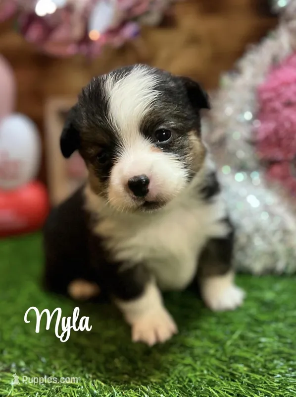 Myla