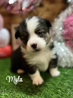 Myla, a female Pembroke Welsh Corgi for sale in Downing, MO – Photo 1 of 8