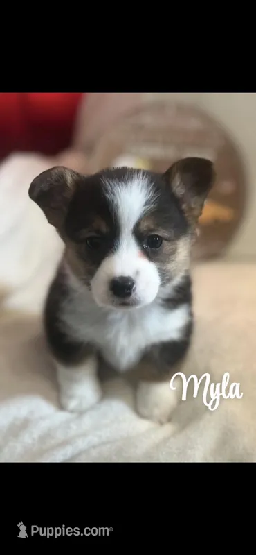 Myla