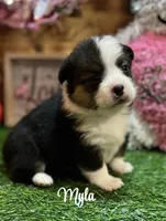 Myla, a female Pembroke Welsh Corgi for sale in Downing, MO – Photo 4 of 8
