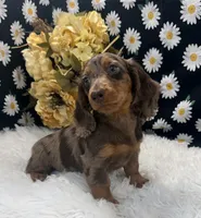 Female #1, a female Dachshund for sale in Downing, MO – 2 of 6