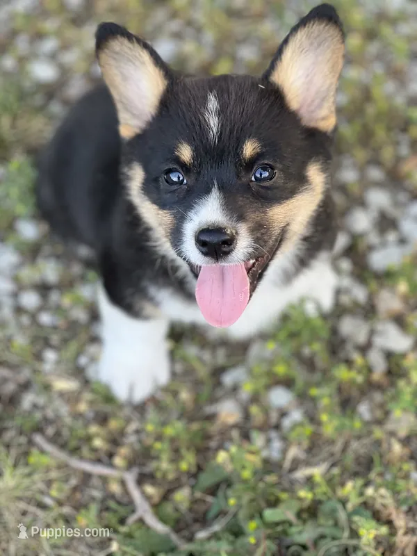 Roo – Pembroke Welsh Corgi puppy on hold in Downing, MO