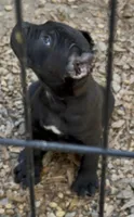 Beautiful , a male Cane Corso for sale in Fayetteville, GA – Photo 2 of 7