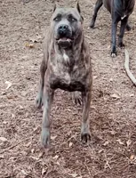 Beautiful , a male Cane Corso for sale in Fayetteville, GA – Photo 7 of 7