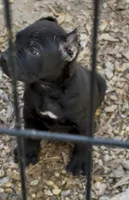 Beautiful , a male Cane Corso for sale in Fayetteville, GA – Photo 3 of 7