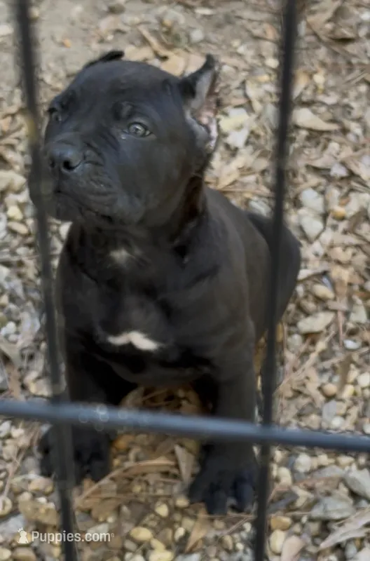 Beautiful , a male Cane Corso for sale in Fayetteville, GA – Photo 1 of 7