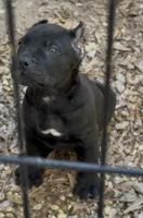 Beautiful , a male Cane Corso for sale in Fayetteville, GA – Photo 1 of 7