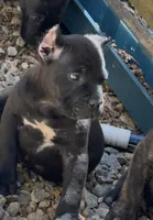 Flex, a male Cane Corso for sale in Fayetteville, GA – Photo 3 of 4