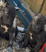 Flex, a male Cane Corso for sale in Fayetteville, GA – Photo 4 of 4