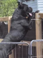 Bear, a male Cane Corso for sale in Fayetteville, GA – Photo 4 of 7