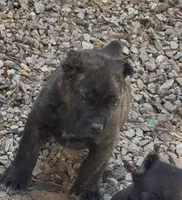 Bear, a male Cane Corso for sale in Fayetteville, GA – Photo 2 of 7