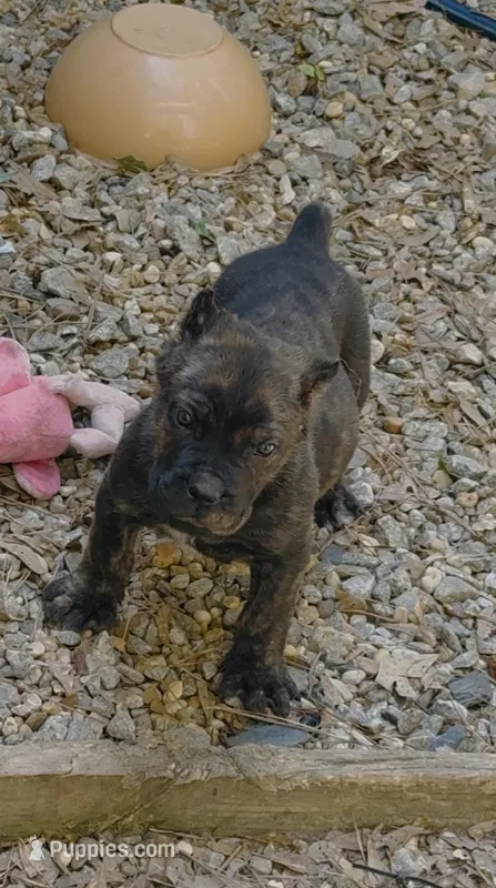 Bear – Cane Corso puppy for sale in Fayetteville, GA