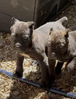 Bear, a male Cane Corso for sale in Fayetteville, GA – Photo 3 of 7