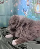 Lime Green Collar, a male Australian Shepherd for sale in Winchester, VA – Photo 5 of 10