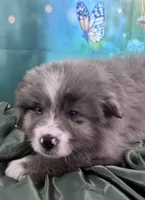 Lime Green Collar, a male Australian Shepherd for sale in Winchester, VA – Photo 1 of 10