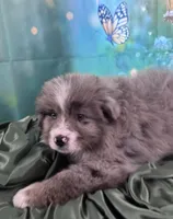 Lime Green Collar, a male Australian Shepherd for sale in Winchester, VA – Photo 6 of 10