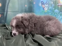 Lime Green Collar, a male Australian Shepherd for sale in Winchester, VA – Photo 3 of 10