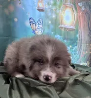 Lime Green Collar, a male Australian Shepherd for sale in Winchester, VA – Photo 4 of 10