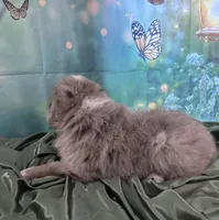 Lime Green Collar, a male Australian Shepherd for sale in Winchester, VA – Photo 7 of 10