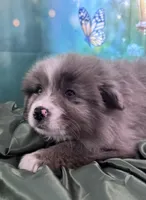 Lime Green Collar, a male Australian Shepherd for sale in Winchester, VA – Photo 2 of 10