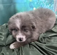 Lime Green Collar, a male Australian Shepherd for sale in Winchester, VA – Photo 8 of 10