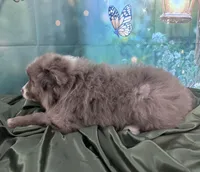 Lime Green Collar, a male Australian Shepherd for sale in Winchester, VA – Photo 10 of 10