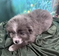 Lime Green Collar, a male Australian Shepherd for sale in Winchester, VA – Photo 9 of 10