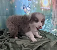 Tan Collar, a male Australian Shepherd for sale in Winchester, VA – Photo 3 of 10