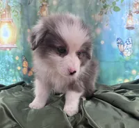 Tan Collar, a male Australian Shepherd for sale in Winchester, VA – Photo 6 of 10