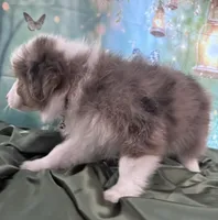 Tan Collar, a male Australian Shepherd for sale in Winchester, VA – Photo 9 of 10