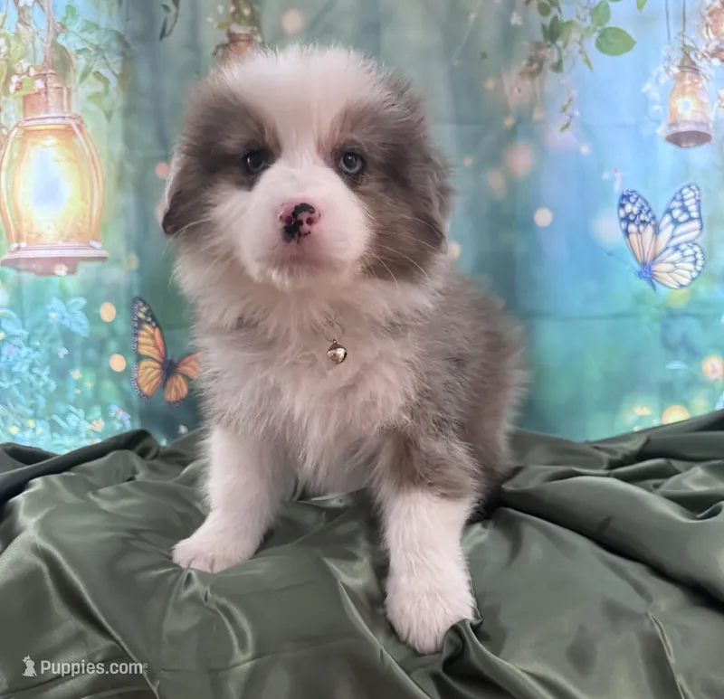 Tan Collar, a male Australian Shepherd for sale in Winchester, VA – Photo 1 of 10