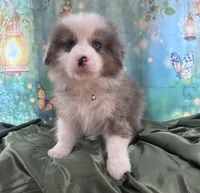 Tan Collar, a male Australian Shepherd for sale in Winchester, VA – Photo 1 of 10