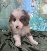 Tan Collar, a male Australian Shepherd for sale in Winchester, VA – Photo 10 of 10