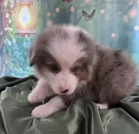 Tan Collar, a male Australian Shepherd for sale in Winchester, VA – Photo 4 of 10