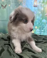 Tan Collar, a male Australian Shepherd for sale in Winchester, VA – Photo 8 of 10