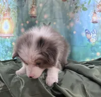 Tan Collar, a male Australian Shepherd for sale in Winchester, VA – Photo 5 of 10