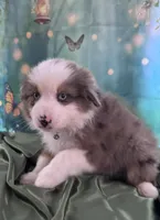 Hunter Green Collar, a male Australian Shepherd for sale in Winchester, VA – Photo 4 of 10