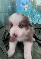 Hunter Green Collar, a male Australian Shepherd for sale in Winchester, VA – Photo 10 of 10