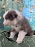 Hunter Green Collar, a male Australian Shepherd for sale in Winchester, VA – Photo 8 of 10