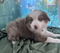 Hunter Green Collar, a male Australian Shepherd for sale in Winchester, VA – Photo 6 of 10