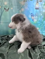 Hunter Green Collar, a male Australian Shepherd for sale in Winchester, VA – Photo 5 of 10