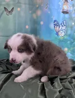 Hunter Green Collar, a male Australian Shepherd for sale in Winchester, VA – Photo 2 of 10