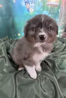 Purple Collar, a female Australian Shepherd for sale in Winchester, VA – Photo 9 of 10