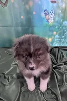 Purple Collar, a female Australian Shepherd for sale in Winchester, VA – Photo 8 of 10