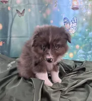 Purple Collar, a female Australian Shepherd for sale in Winchester, VA – Photo 2 of 10